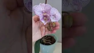 #orchid #хобби биг лип миди мультифлора Rhythm Dancer (голландец)🥰