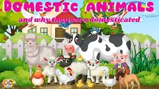 Why Humans Domesticated Animals |Importance of animals |Star Kids Bus