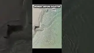 Segale speed 💀