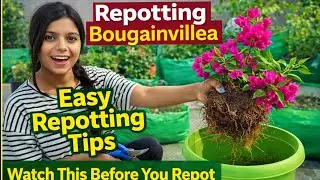 Bougainvillea Repotting का सही तरीका |Easy Reporting tips | Watch this Before Repot