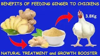 BENEFITS OF FEEDING #GINGER TO CHICKENS, NATURAL TREATMENT AND GROWTH BOOSTER #broilerchicken