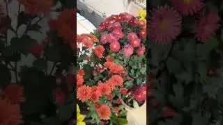 Winter Flower Explosion on My Terrace Garden ❄️🌼 | Heavy Blooming Secrets #flowers #trending #diy