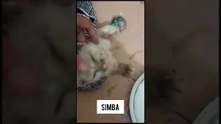 Simba journey #cat #rescuecats #eid #eidmubarak