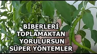 Saksıda Biber Fidesi Ekimi (Biber Nasıl Yetiştirilir/SÜPER YÖNTEM)