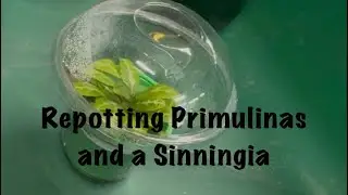 Repotting Primulinas and a Sinningia