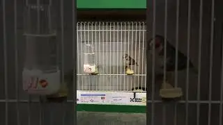 Mondial Zwolle 2019 - Zebra Finch - Mandarim de Exposi&ccedil;&atilde;o