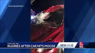 Injuries reported after car hits moose in central Mass.