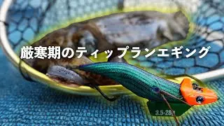 釣れるエギでアタリを出すティップランエギング【エンバーメイズ】