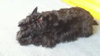 Scottie goes wild!