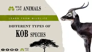 Kob II Different Types of Kob Species Name II Scientific Name ll Location ll