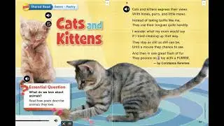 Cats and Kittens wonders grade 2