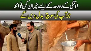 Unbelievable Health Benefits of Camel Milk 🐪 | Nature&rsquo;s Hidden Miracle!