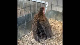 Como saber si mi gallito es azteca o puertorrique&ntilde;o?