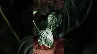 Philodendron Pastazanum
