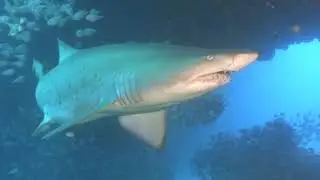 2020 / 2021 Diving Season in Review - Short Snappy 3min