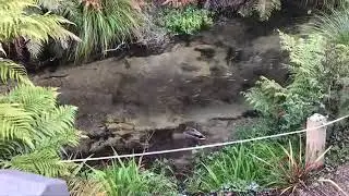 New Zealand ( non native ) Mallards and Trout (read description)