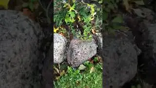 2 varianti: kuidas saada kividega &auml;&auml;ristatud peenraservlihtsamalt hooldatavaks?