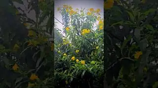 🌼 Yellow Flower Season | Winter Nature Vibes 🌞 #shorts #flowers #viral #blooming @sfarkasathi-2