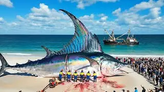 How Fish Are Caught Offshore | Real Footage