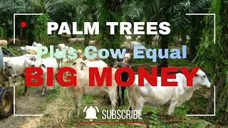 Palm Trees Plus Cow Equal Big Money. #naijabuildersforum #Palmrich #naijaland