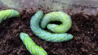 Goliath Worms: COCOON/PUPAE PREPARATION!