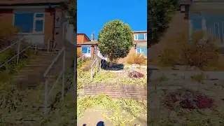 Expert olive tree shaping a touch of gardener magic for beautiful landscapes 🌱