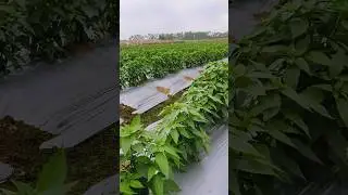 chili fields #farm #farmer #chilli #farming
