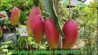 RED IVORY MANGO#HONEYDEW MANGO#DOG MY MANGO📱8967664972#lemon #guava #mango #banana #jackfruit #amra