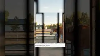 Лошади, содержащиеся группами, лучше поддаются дрессировке. #лошади #конныйспорт #поведениелошаде...