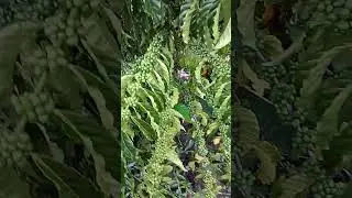 hoje foi dia de passar mata mato ...