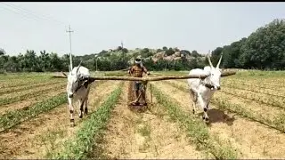 ✨💫Fantastic  super'b hallikar bull's pulling original video's 💥👌