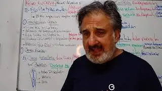 V&iacute;deo aula Reino animalia I  Eucarya