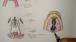 Formation of secondary palate in English