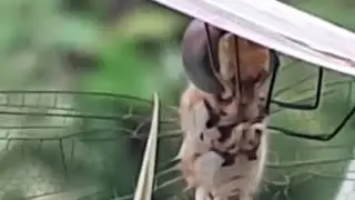 Brown hawker | Aeshna grandis | Tiny World Tv | Shorts