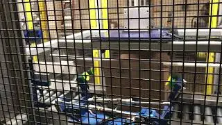 Automated box opening and flap gluing machine