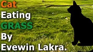 Evewin Lakra - Cat - Eating - Grass