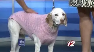 Canine Couture: Newport pet fashion