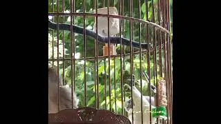 Goldfinch mute love singing ~ 爱唱歌的配种金翅雀...🥰