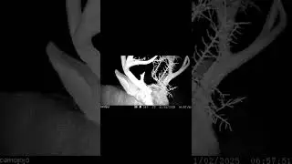 Mule Deer Buck Crossing Trail | Caught on Camera