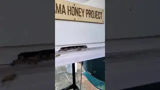 Slow Motion Bees with Some Crash Landing!