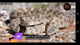 Dingo DINKELMAN Reality Facts Dhruv  Rathee