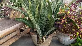Repotting Overgrown Jaboa Snake Plants