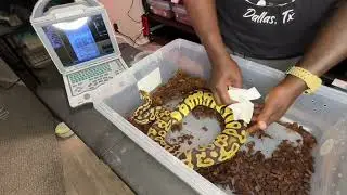 How To Ultrasound Ball Pythons | Part 1#ballpython #ballpythonbreeding #ultrasound