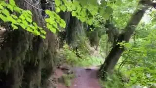 Walking Bavarian Forest 4K/60fps