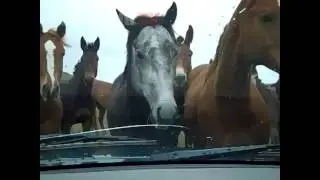 Horses Attack Tourist Car