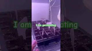 Seeds & Micro-greens Progress 🪴 #garden #gardening #shorts