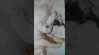 Mother Cat Nursing Her Newborn Kittens 🐱🥺 Ibu Kucing Menyusui Anak