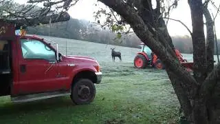 Moose called into 15 yards in Norwich Vermont