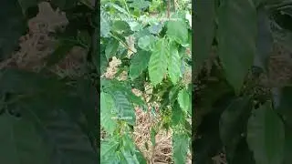 Cafe Norma #coffee #plantation #shorts