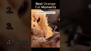 The Best Orange Cat Moments  #funny #cat #cute